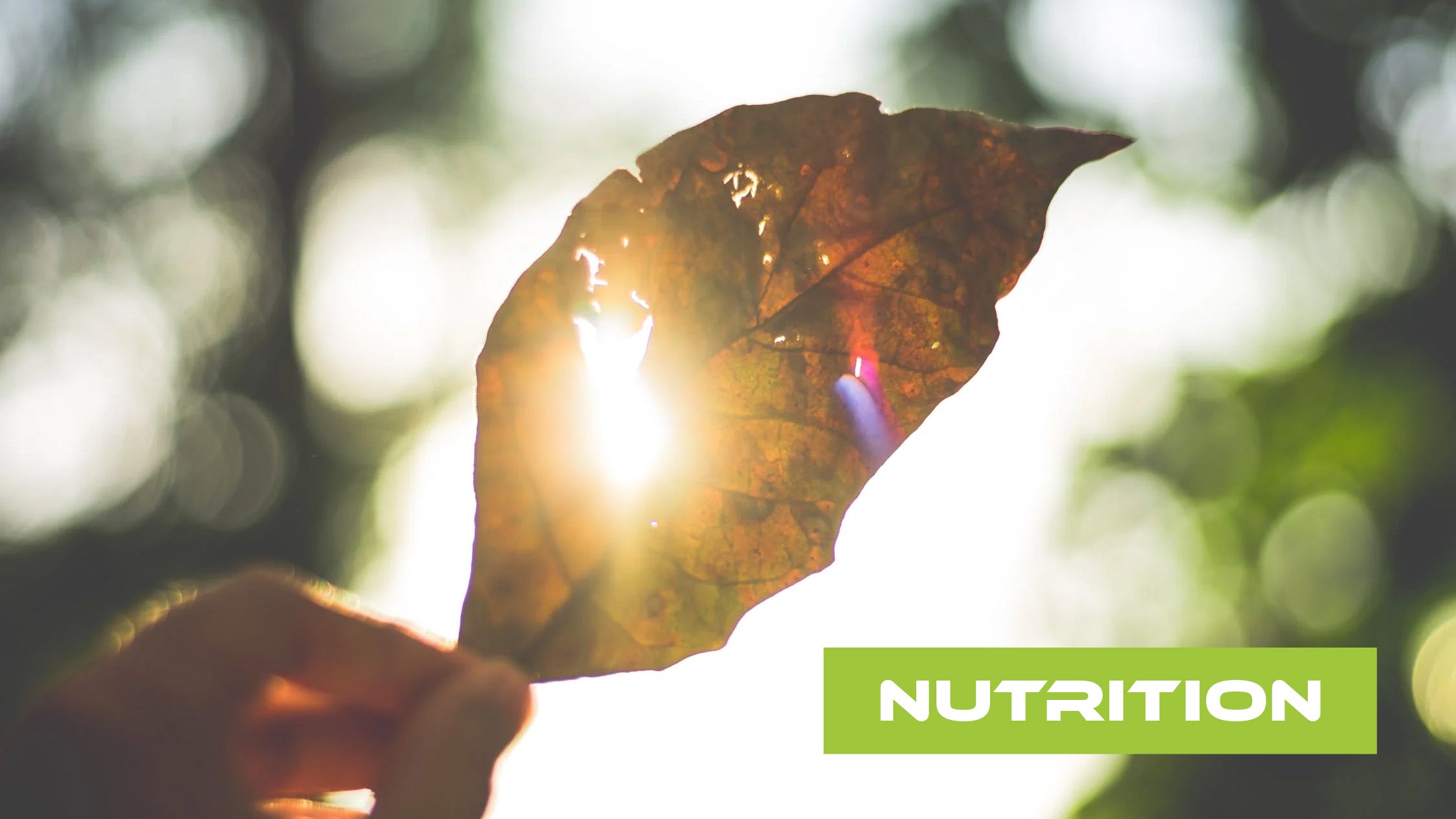 Leaf with sunlight in background
