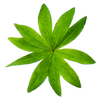 GREEN Wild Master